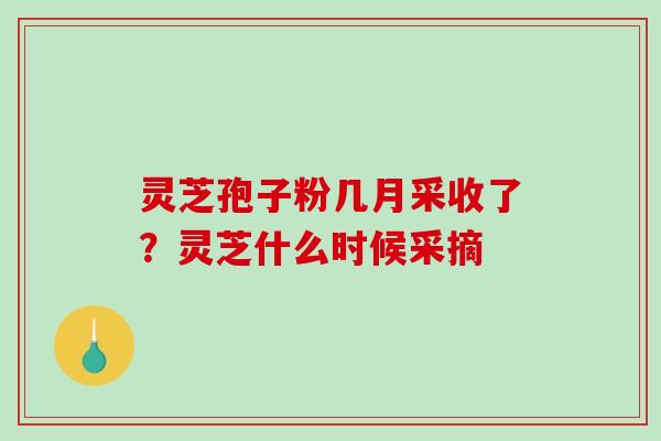 灵芝孢子粉几月采收了？灵芝什么时候采摘