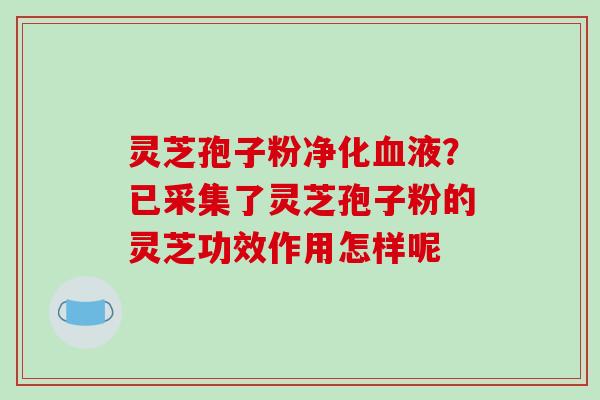 灵芝孢子粉净化血液？已采集了灵芝孢子粉的灵芝功效作用怎样呢