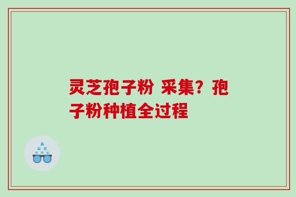 灵芝孢子粉 采集？孢子粉种植全过程