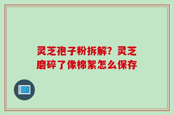 灵芝孢子粉拆解？灵芝磨碎了像棉絮怎么保存