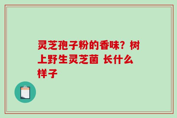 灵芝孢子粉的香味？树上野生灵芝菌 长什么样子