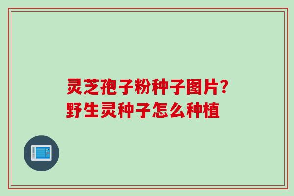 灵芝孢子粉种子图片？野生灵种子怎么种植