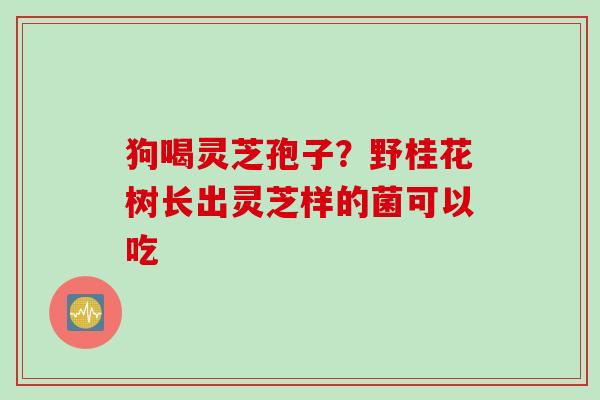 狗喝灵芝孢子？野桂花树长出灵芝样的菌可以吃