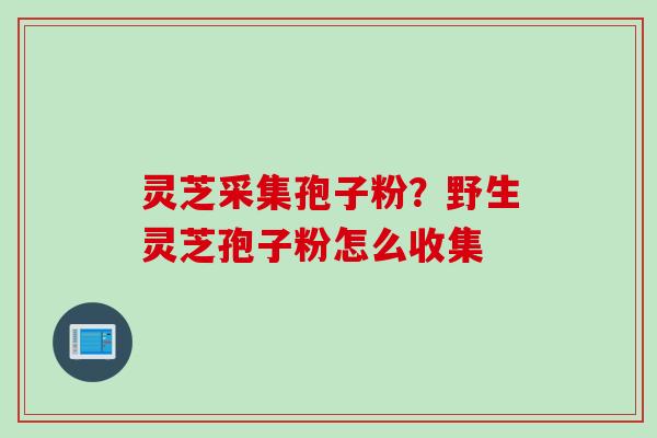 灵芝采集孢子粉？野生灵芝孢子粉怎么收集