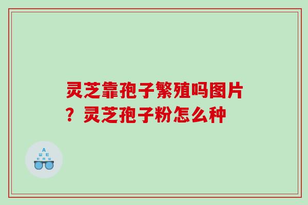 灵芝靠孢子繁殖吗图片？灵芝孢子粉怎么种