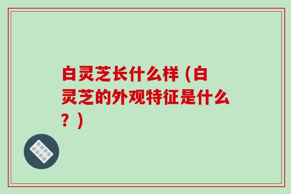 白灵芝长什么样 (白灵芝的外观特征是什么？)