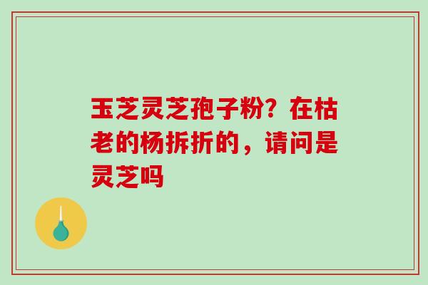 玉芝灵芝孢子粉？在枯老的杨拆折的，请问是灵芝吗