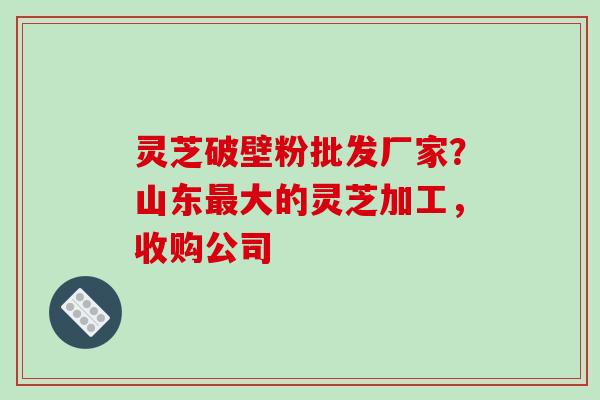 灵芝破壁粉批发厂家？山东最大的灵芝加工，收购公司
