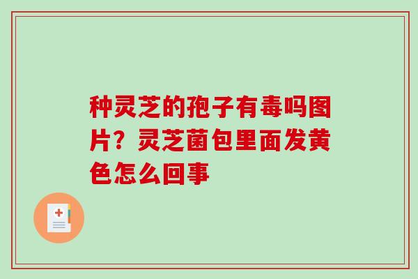 种灵芝的孢子有毒吗图片？灵芝菌包里面发黄色怎么回事
