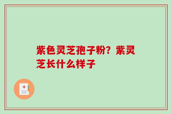 紫色灵芝孢子粉？紫灵芝长什么样子