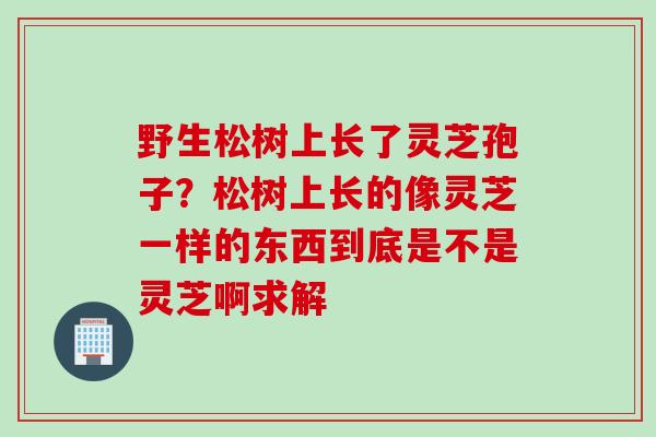 野生松树上长了灵芝孢子？松树上长的像灵芝一样的东西到底是不是灵芝啊求解