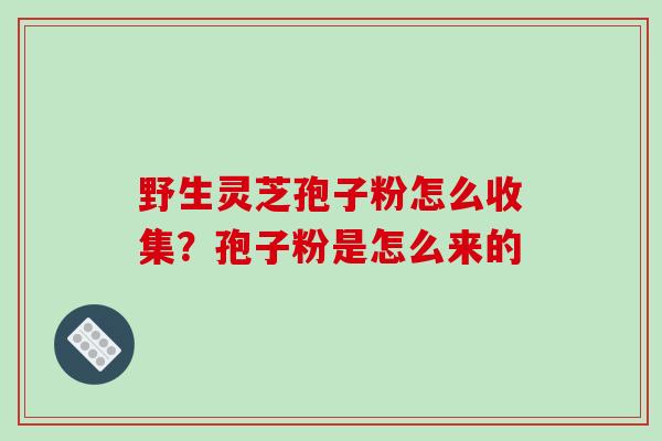 野生灵芝孢子粉怎么收集？孢子粉是怎么来的