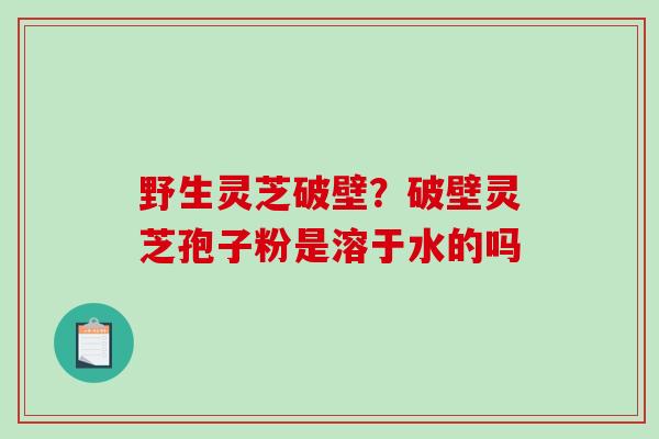 野生灵芝破壁？破壁灵芝孢子粉是溶于水的吗
