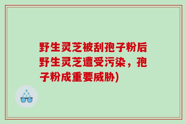 野生灵芝被刮孢子粉后野生灵芝遭受污染，孢子粉成重要威胁)