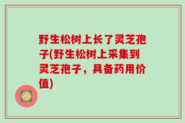 野生松树上长了灵芝孢子(野生松树上采集到灵芝孢子，具备药用价值)