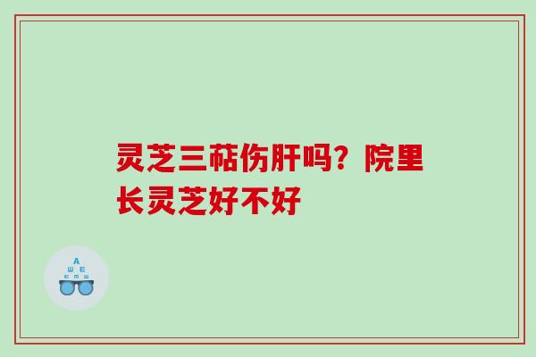 灵芝三萜伤肝吗？院里长灵芝好不好