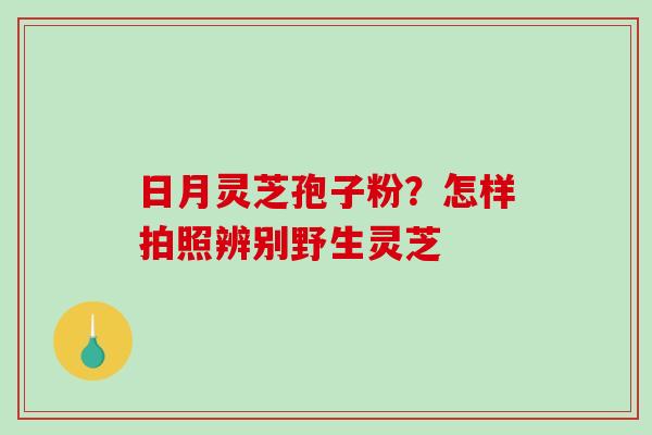 日月灵芝孢子粉？怎样拍照辨别野生灵芝