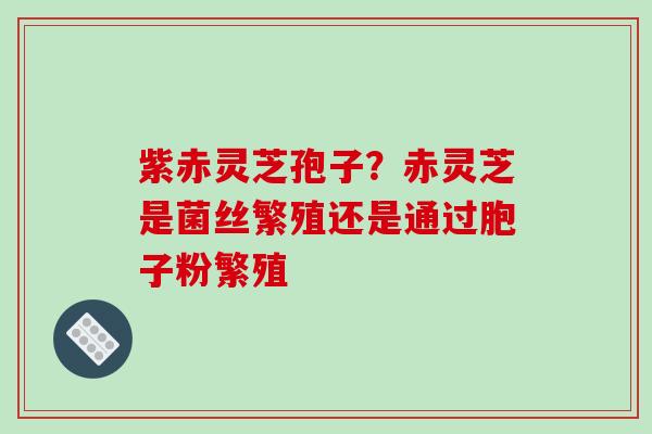 紫赤灵芝孢子？赤灵芝是菌丝繁殖还是通过胞子粉繁殖