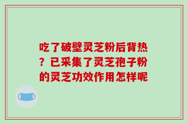 吃了破壁灵芝粉后背热？已采集了灵芝孢子粉的灵芝功效作用怎样呢