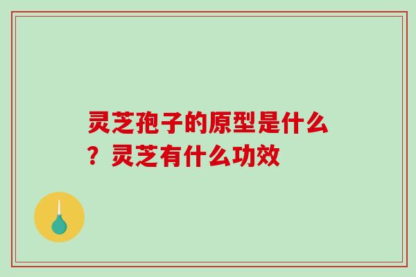 灵芝孢子的原型是什么？灵芝有什么功效