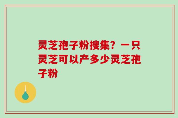 灵芝孢子粉搜集？一只灵芝可以产多少灵芝孢子粉