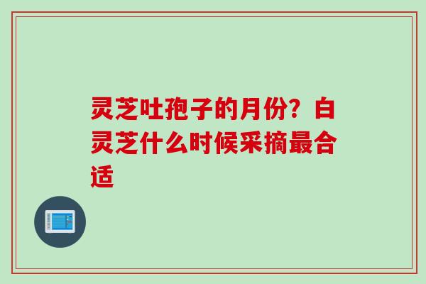 灵芝吐孢子的月份？白灵芝什么时候采摘最合适