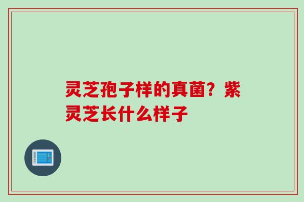 灵芝孢子样的真菌？紫灵芝长什么样子