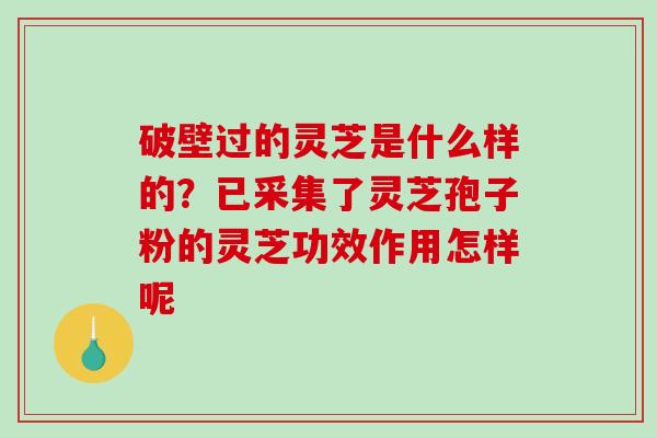 破壁过的灵芝是什么样的？已采集了灵芝孢子粉的灵芝功效作用怎样呢
