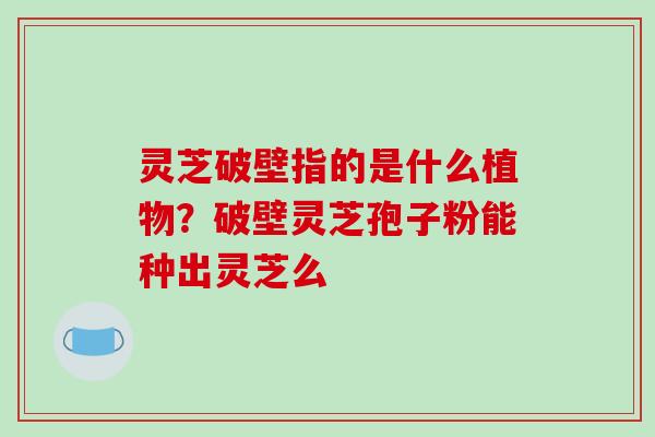 灵芝破壁指的是什么植物？破壁灵芝孢子粉能种出灵芝么