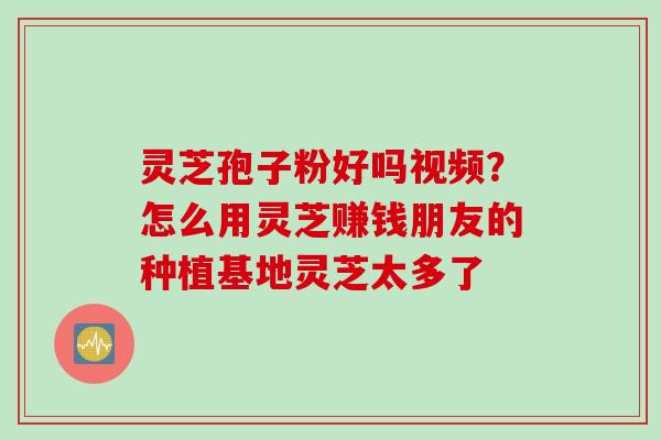 灵芝孢子粉好吗视频？怎么用灵芝赚钱朋友的种植基地灵芝太多了