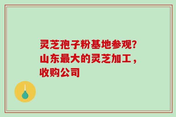 灵芝孢子粉基地参观？山东最大的灵芝加工，收购公司