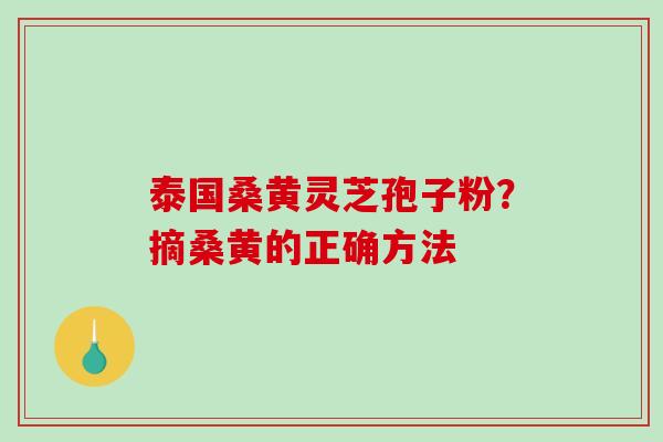 泰国桑黄灵芝孢子粉？摘桑黄的正确方法