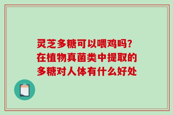 灵芝多糖可以喂鸡吗？在植物真菌类中提取的多糖对人体有什么好处