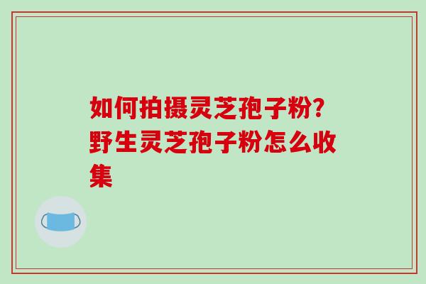如何拍摄灵芝孢子粉？野生灵芝孢子粉怎么收集