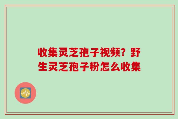 收集灵芝孢子视频？野生灵芝孢子粉怎么收集