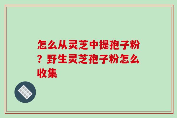怎么从灵芝中提孢子粉？野生灵芝孢子粉怎么收集