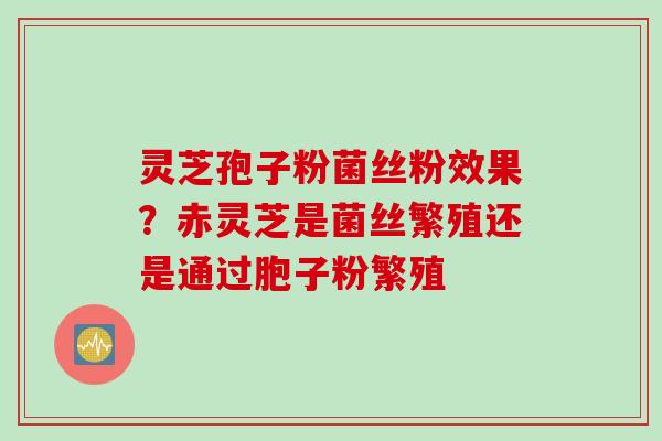 灵芝孢子粉菌丝粉效果？赤灵芝是菌丝繁殖还是通过胞子粉繁殖