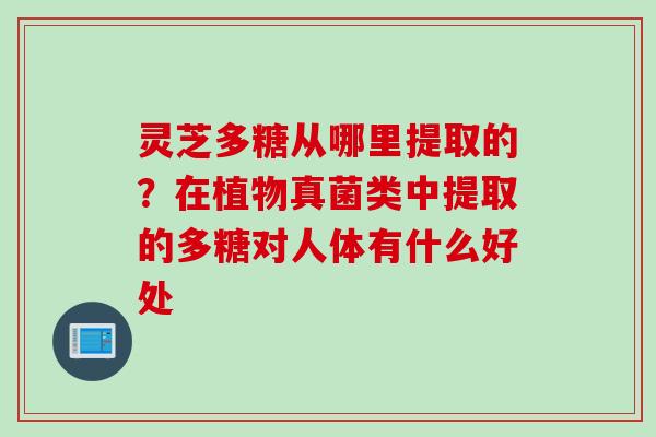 灵芝多糖从哪里提取的？在植物真菌类中提取的多糖对人体有什么好处