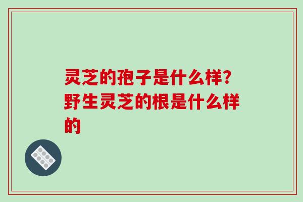 灵芝的孢子是什么样？野生灵芝的根是什么样的