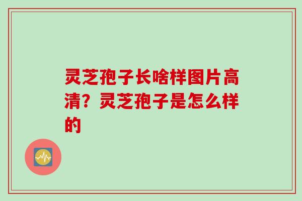 灵芝孢子长啥样图片高清？灵芝孢子是怎么样的