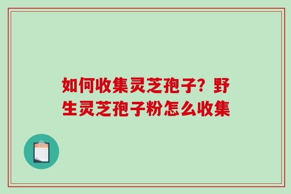 如何收集灵芝孢子？野生灵芝孢子粉怎么收集