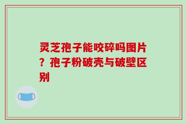 灵芝孢子能咬碎吗图片？孢子粉破壳与破壁区别