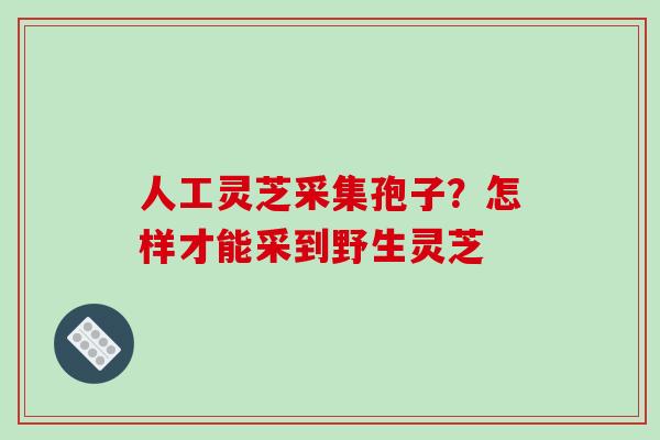人工灵芝采集孢子？怎样才能采到野生灵芝