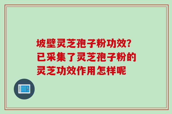 坡壁灵芝孢子粉功效？已采集了灵芝孢子粉的灵芝功效作用怎样呢