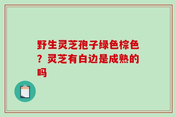 野生灵芝孢子绿色棕色？灵芝有白边是成熟的吗