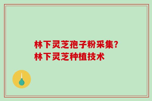 林下灵芝孢子粉采集？林下灵芝种植技术