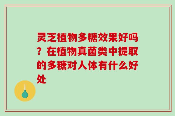 灵芝植物多糖效果好吗？在植物真菌类中提取的多糖对人体有什么好处