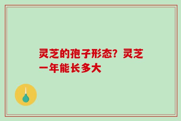 灵芝的孢子形态？灵芝一年能长多大