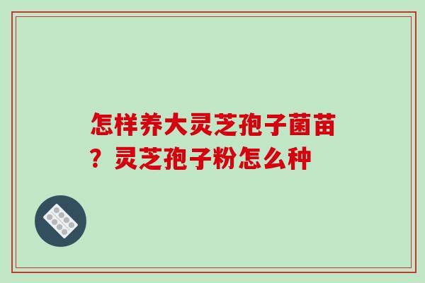 怎样养大灵芝孢子菌苗？灵芝孢子粉怎么种