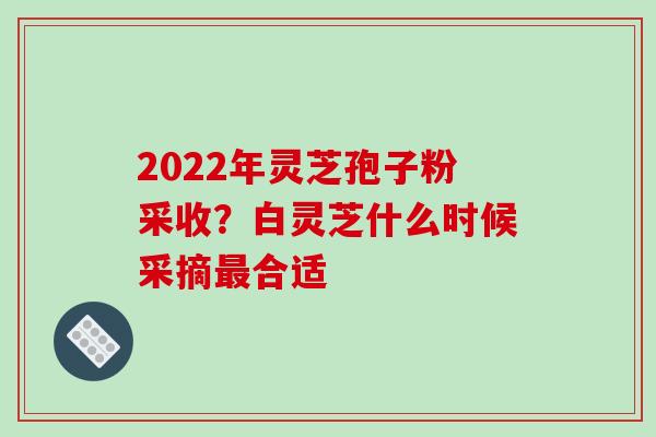 2022年灵芝孢子粉采收？白灵芝什么时候采摘最合适